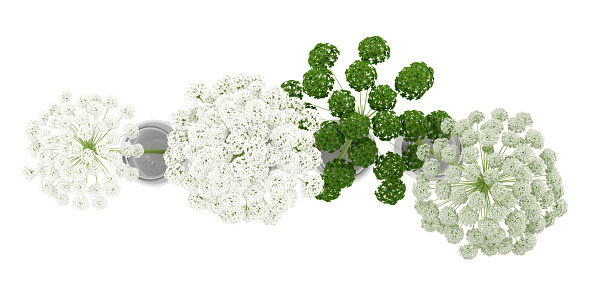 top view of wild carrot flowers in jars isolated on white background