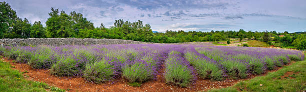 Field of lavender stock photo