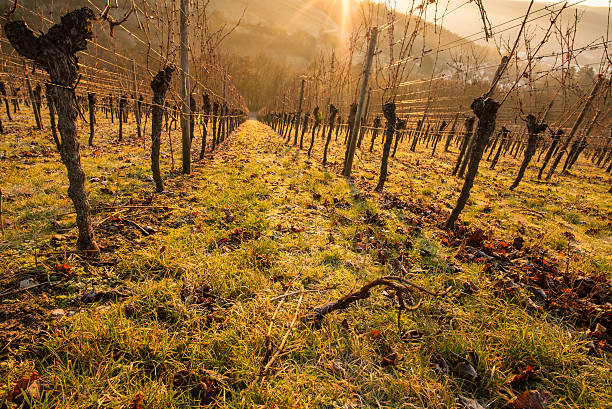 istock Vines in the backlight of the morning 543585128