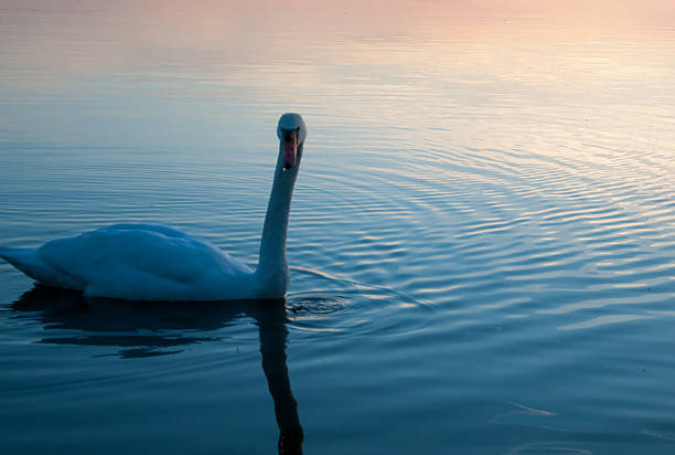 istock Swan on the lake 543585220