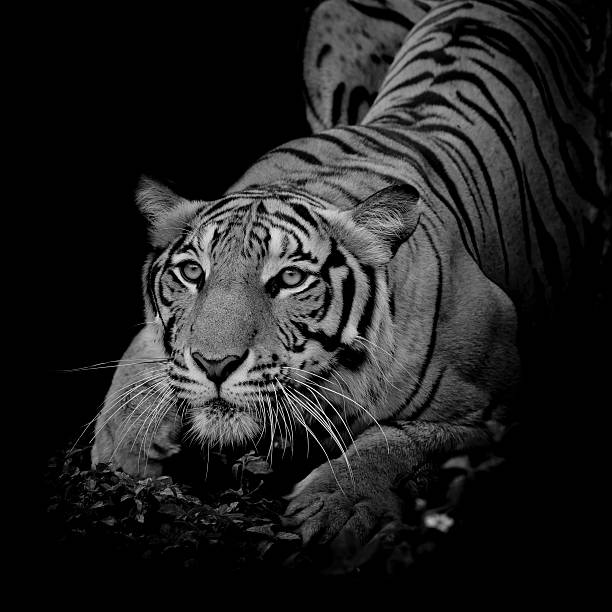 istock close up face tiger isolated on black background 543585342