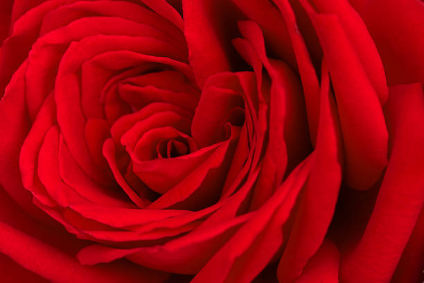 istock flower bud a red rose closeup 543587700