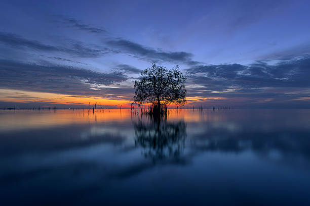 árbol muerto junto al mar con el hermoso sol de la mañana. - driftwood wood isolated old fotografías e imágenes de stock