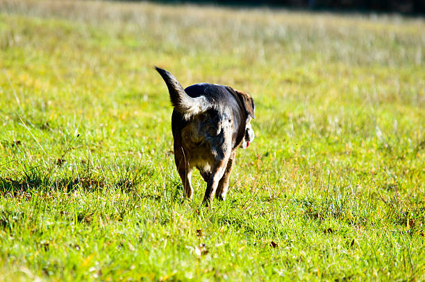 istock Black and tan dog running away across green grass 543588200