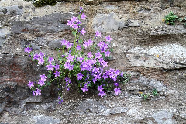 istock Purple Campanula flower growing on wall 543588236