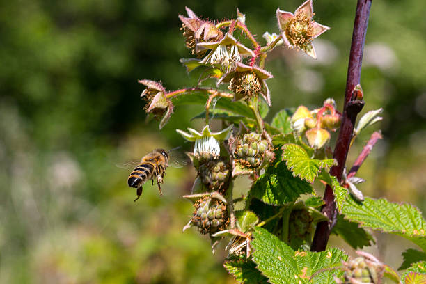 istock bee flies to the raspberries flower 543588242