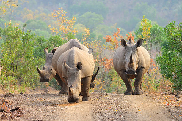 istock White rhinos on the road 543588368