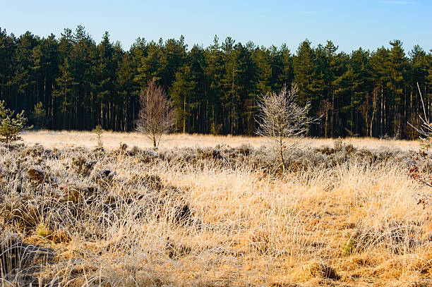 istock Dried golden grass in front of a green forest 543588572
