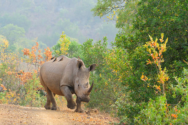 istock White rhino on the road 543589466