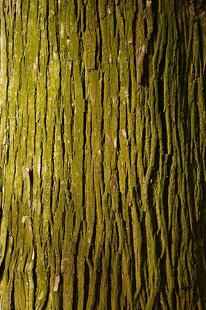 istock Mossy surface of ginkgo of large tree 543589682
