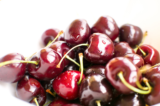 Morello Cherry tree with ripening cherries.