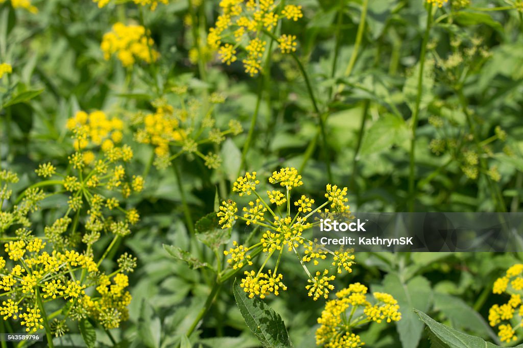 Wild Parsnip Plants Group of wild parsnip plants Parsnip Stock Photo