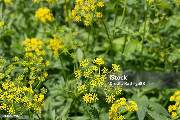 Wild Parsnip Plants Stock Photo - Download Image Now - Parsnip, Uncultivated, Yellow