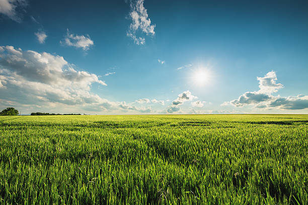 istock Green wheat field and sunny day 543590460
