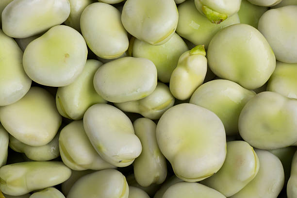 Broad beans stock photo