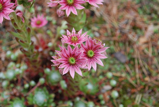 istock Sempervivum arachnoideum pink flowers 543590950