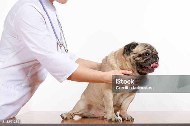 The Vet Combed Wool Pug Dog On White Background Stock Photo - Download Image Now - Animal, Animal Body Part, Animal Ear