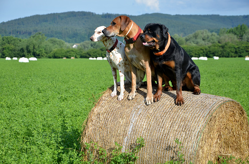 White dog, brown ridgeback and black rottweiler sit on roll of straw on green meadow