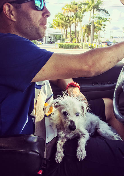 Ride along Little dog sits on the lap of his owner who is driving joined at hip stock pictures, royalty-free photos & images