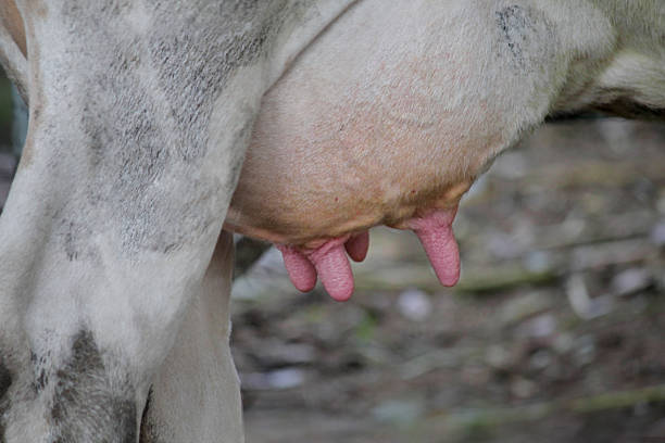 istock close-up of a cow udder 543593410