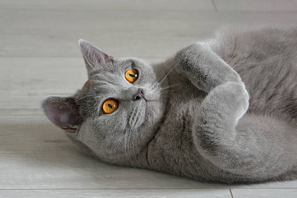 retrato de un gato británico de pelo corto con expresivos ojos anaranjados. - gato de pelo corto fotografías e imágenes de stock