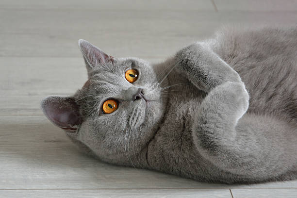 Portrait of a british shorthair cat with expressive orange eyes. Portrait of a british shorthair cat with expressive orange eyes, that's laying on the floor. grey hair on floor stock pictures, royalty-free photos & images
