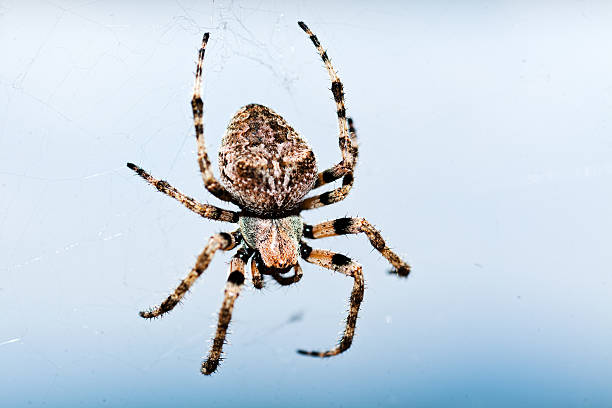 istock European garden spider 543595258