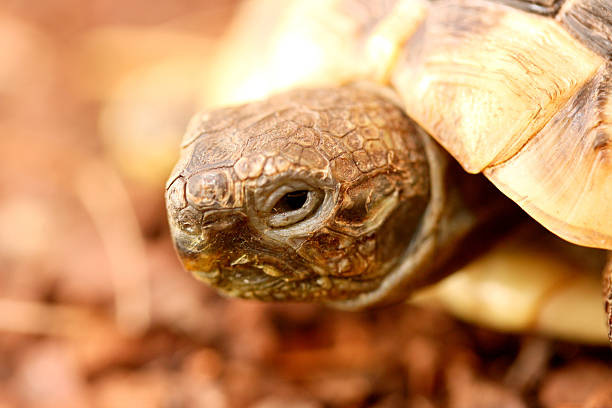 Hermann's tortoise (Testudo hermanni boettgeri) Hermann's tortoise (Testudo hermanni boettgeri) a standing protected species of turtle testudo hermanni boettgeri stock pictures, royalty-free photos & images