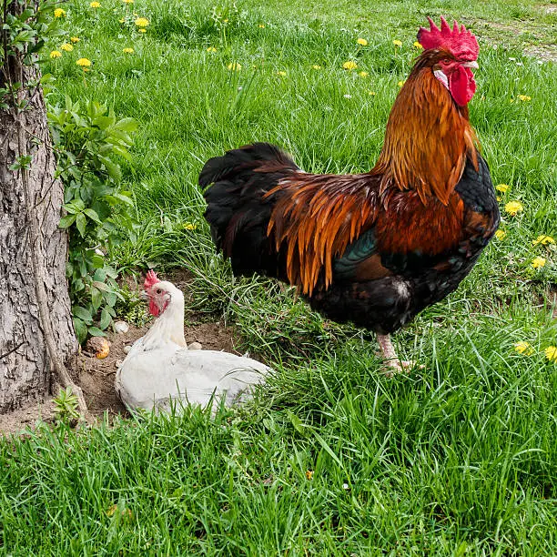 A gorgeous brown Leghorn rooster and a white hen. Photograph taken near Sigmertshausen, Bavaria, Germany.