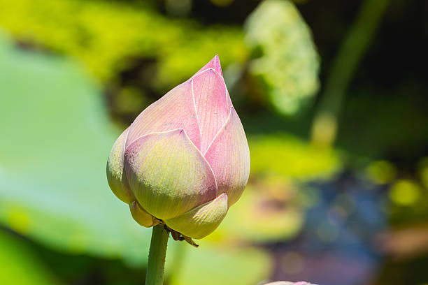 istock Closeup Pink lotus flower 543595912