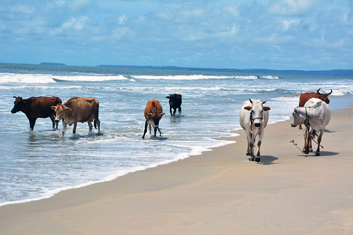 Cows walking by the benaulim beach in Goa, India. 