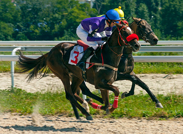 Horse racing in Pyatigorsk. Horse racing for the prize Melekusha in Pyatigorsk,Northern Caucasus,Russia. two animals photos stock pictures, royalty-free photos & images