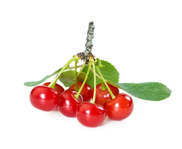 Morello cherries on branch isolated on white background.