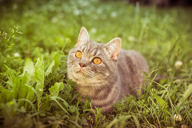 istock Beautiful British kitten in a grass 543597144