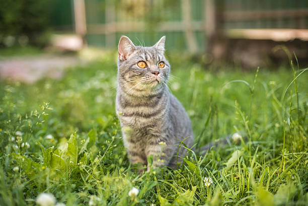istock Beautiful British kitten in a grass 543597378