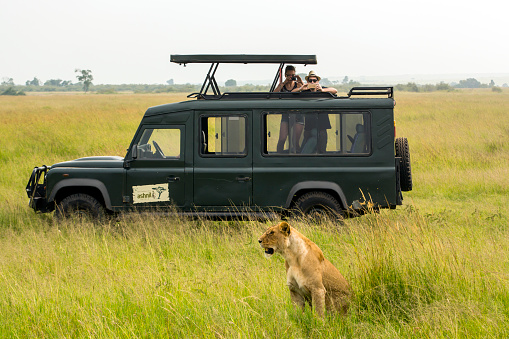 Masai Mara, Kenya - January 29, 2016: lioness hiding at savannah - tourists in off-road vehicle watching and taking photographs with their cameras and mobil phones very close to lioness. 