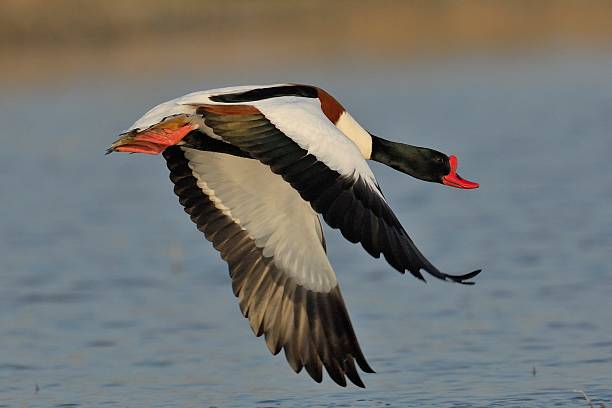 gattung kasarkas im flug - brandgans stock-fotos und bilder