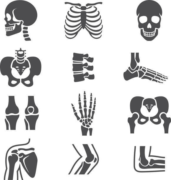 ilustraciones, imágenes clip art, dibujos animados e iconos de stock de conjunto de iconos de juntas humanos - shoulder bone