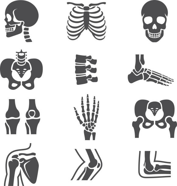 Human Joints Icons Set vector art illustration