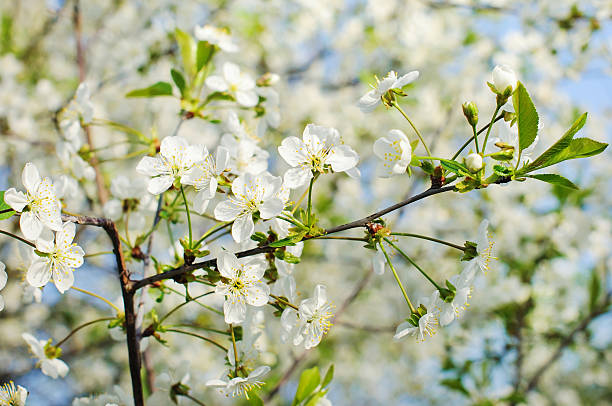 istock Flowers of the cherry blossoms 543599648