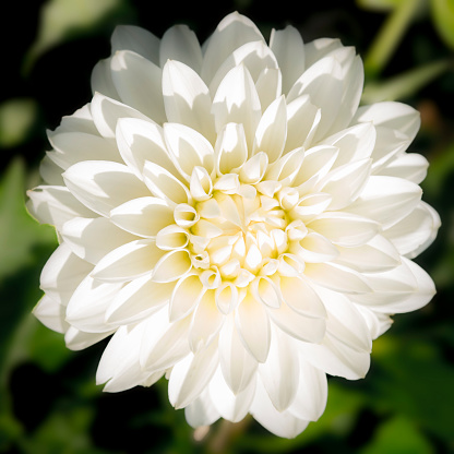 A detailed image of a beautiful and perfect dahlia flower head. It is in full bloom. A full frame image.