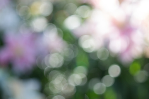 vivid bokeh in soft color style for background. romant