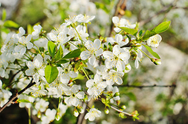 istock Flowers of the cherry blossoms 543599812