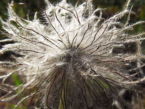 istock Hairy Clematis Plant Flower Seeds 543600054
