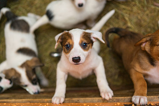 pequeños cachorros en el - caseta de perro fotografías e imágenes de stock