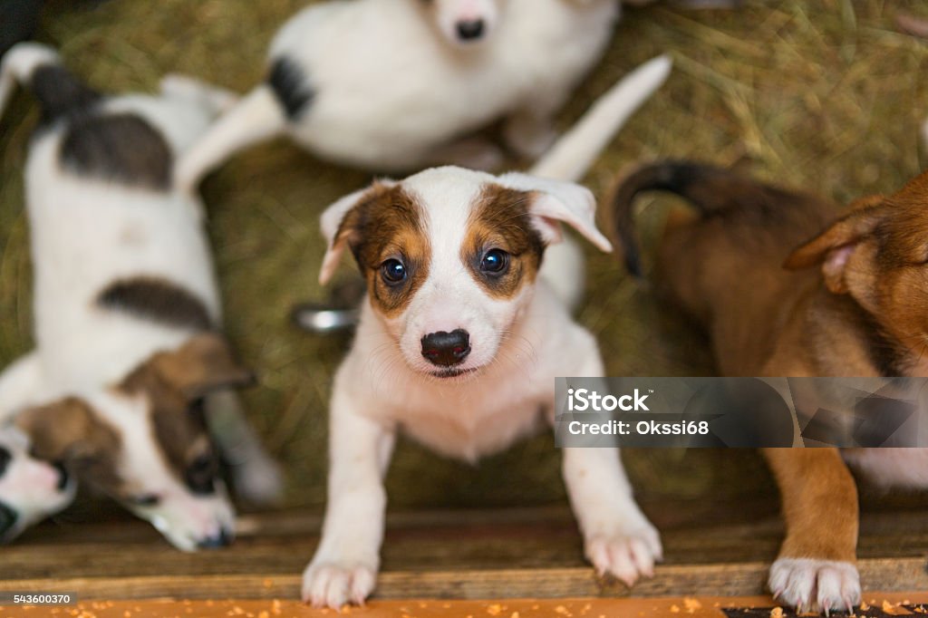Little puppies in the Little puppy at the shelter looks with hope.  Take me, I'm the best! Puppy Stock Photo