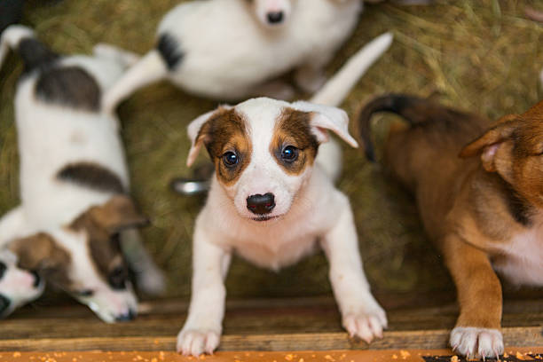 Little puppies in the Little puppy at the shelter looks with hope.  Take me, I'm the best! animals in captivity photos stock pictures, royalty-free photos & images
