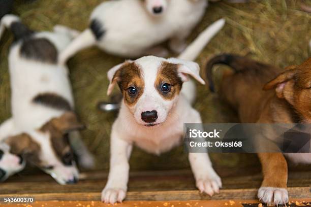 Little Puppies In The Stock Photo - Download Image Now - Puppy, Animal Shelter, Pet Adoption