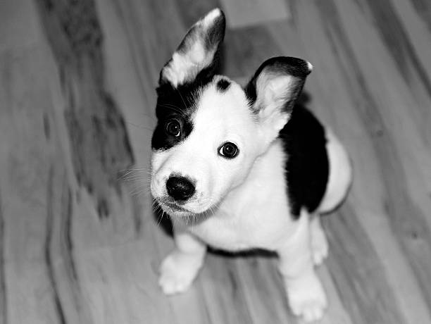 Cute Puppy Portrait.  Australian Shepherd and Border Collie mix puppy at 8 weeks old.  Cute innocent fluffy little puppy dog with white background.  Captured as a 14-bit Raw file. Edited in ProPhoto RGB color space.