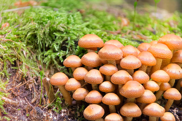 istock Wild mushrooms in nature 543601800